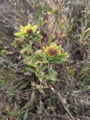 Pyrrocoma carthamoides