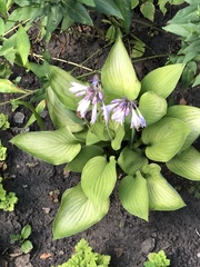 Hosta