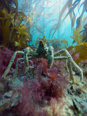 Eurypodius longirostris