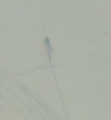 Zygoptera