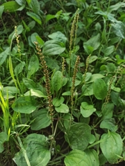 Plantago major