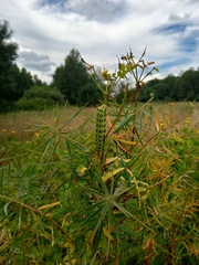 Hyles euphorbiae
