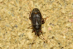 Stygnocoris