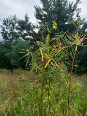 Hyles euphorbiae