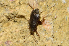 Stygnocoris
