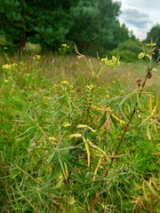 Hyles euphorbiae