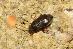 Stygnocoris