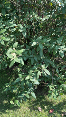 Viburnum × rhytidophylloides