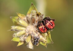 Carpocoris melanocerus