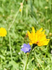 Corinnoidea