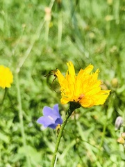 Corinnoidea