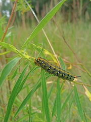 Hyles euphorbiae