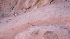 Carpodacus synoicus