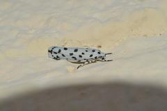 Ethmia hiramella