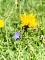 Corinnoidea