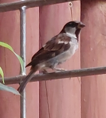 Passer domesticus