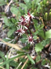 Micranthes razshivinii