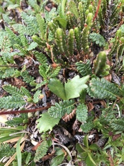 Micranthes razshivinii