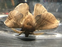 Euthrix isocyma