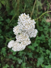 Achillea millefolium