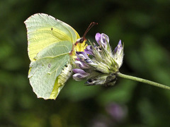 Gonepteryx cleobule