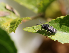 Triepeolus michiganensis