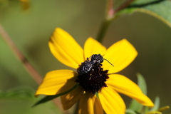 Triepeolus michiganensis