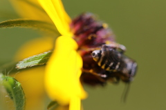 Triepeolus michiganensis