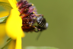 Triepeolus michiganensis