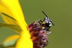 Triepeolus michiganensis