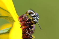 Triepeolus michiganensis