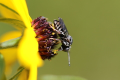 Triepeolus michiganensis