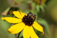 Melissodes illatus