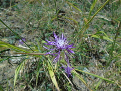 Centaurea tymphaea