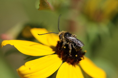 Melissodes illatus