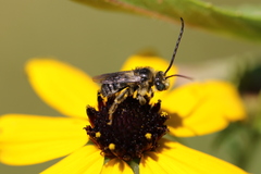 Melissodes illatus
