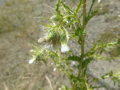 Cirsium candelabrum