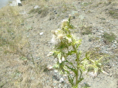 Cirsium candelabrum