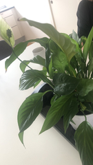 Spathiphyllum wallisii