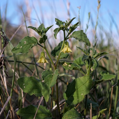 Image of Physalis hederifolia by (c) Andrew Tree, some rights reserved (CC BY)