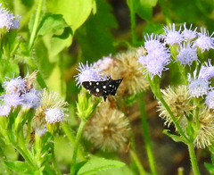 Bocchoris