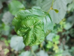 Taphrina tosquinetii