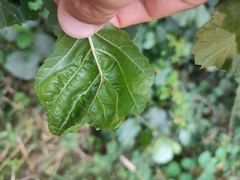 Taphrina tosquinetii