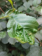 Taphrina tosquinetii