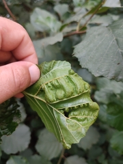 Taphrina tosquinetii