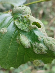 Taphrina tosquinetii