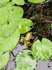 Euphlyctis karaavali