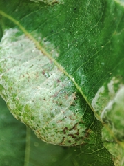 Taphrina tosquinetii