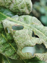 Taphrina tosquinetii