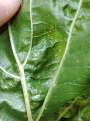 Taphrina tosquinetii